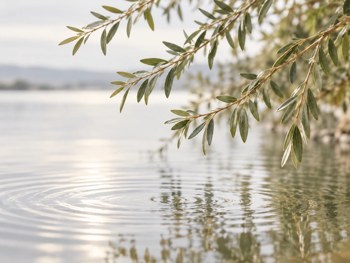 Olijfgroene wilgentakken boven rustig water met zachte kringen
